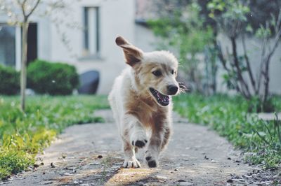 Low angle view of dog running on footpath