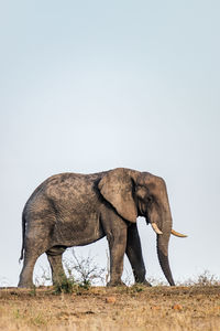 Side view of elephant on field against sky