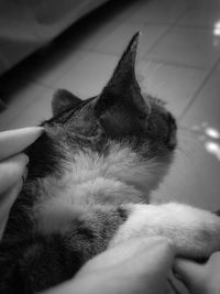 Cropped image of hand with cat