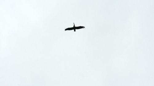 Low angle view of helicopter against clear sky