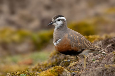 Close-up of bird perching on rock