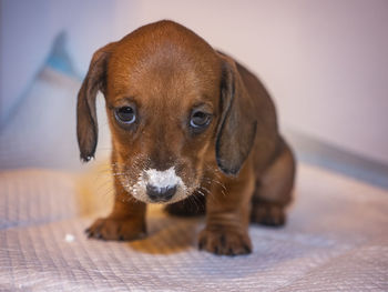 Close-up portrait of puppy