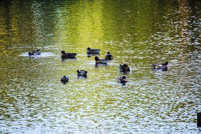 Group of ducks swimming in lake