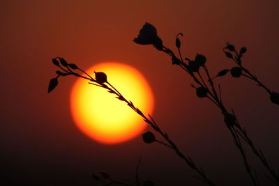 Close-up of silhouette plant against orange sky