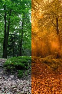 Trees in forest during autumn