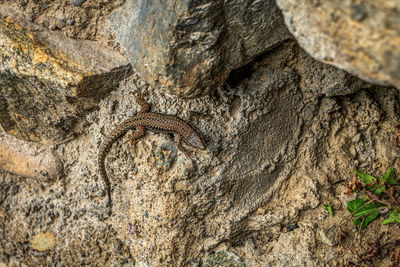 Close-up of lizard on rock