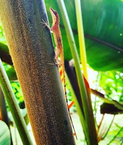 Close-up of caterpillar on leaf