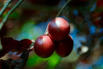 Close-up of cherries on tree