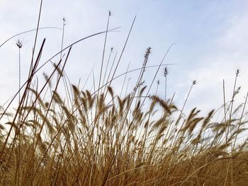 Close-up of wheat growing on field against sky