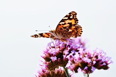 Close-up of butterfly pollinating on purple flower