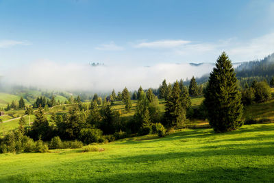 Scenic view of pine trees on field against sky