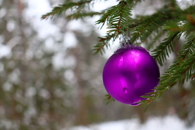 Close-up of christmas tree