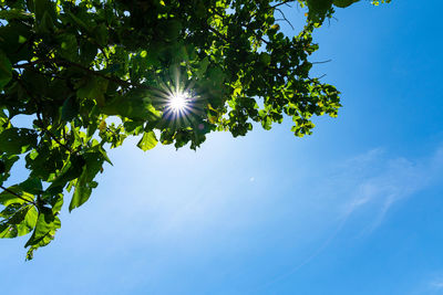 Low angle view of sunlight streaming through tree