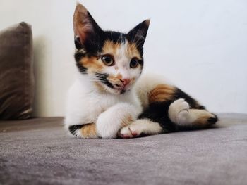 Close-up portrait of a cat