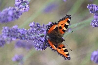 Close-up of butterfly on purple flower