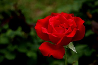 Close-up of red rose
