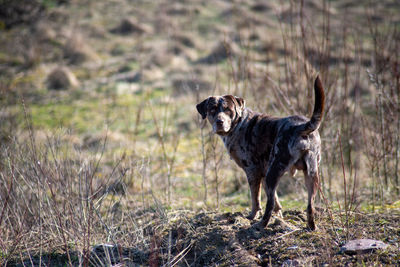 Dogs running on field