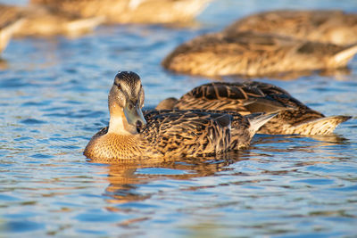 Duck swimming in lake