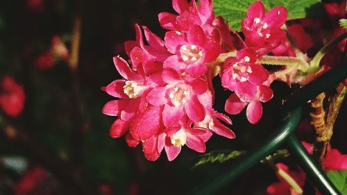 Close-up of wet flowers blooming outdoors