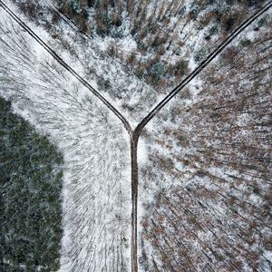 Low angle view of tree