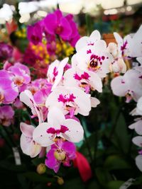 Close-up of pink flowers blooming outdoors