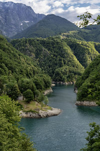 Scenic view of river in forest