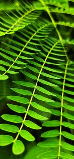 Full frame shot of green leaves