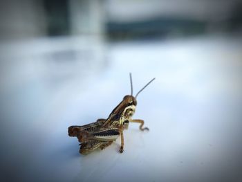 Close-up of insect