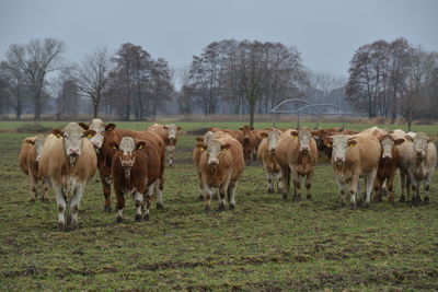 Horses in a field