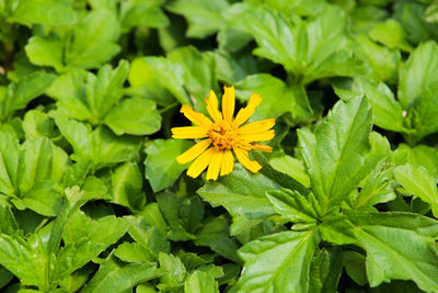 High angle view of yellow flowering plant