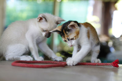 Close-up of cats on table