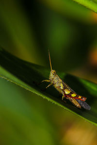 Close-up of insect on leaf