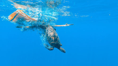 Entangled sea turtle on a ghost net