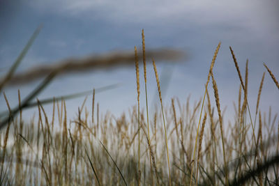 Close-up of stalks in field against sky