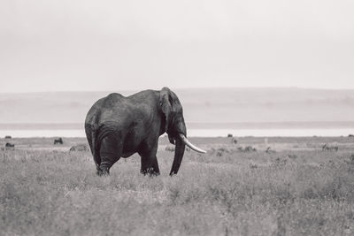 Elephants on field against clear sky