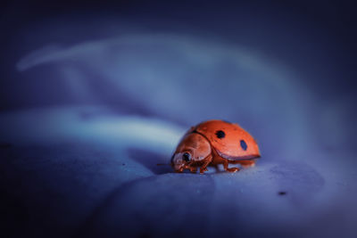 Close-up of ladybug on leaf