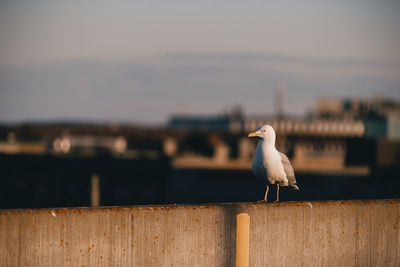 Seagull perching on wooden post