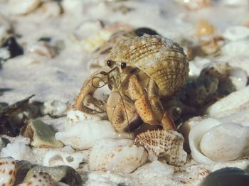 Close-up of crab on sand