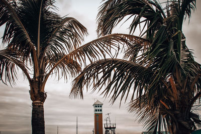 Low angle view of palm trees against sky