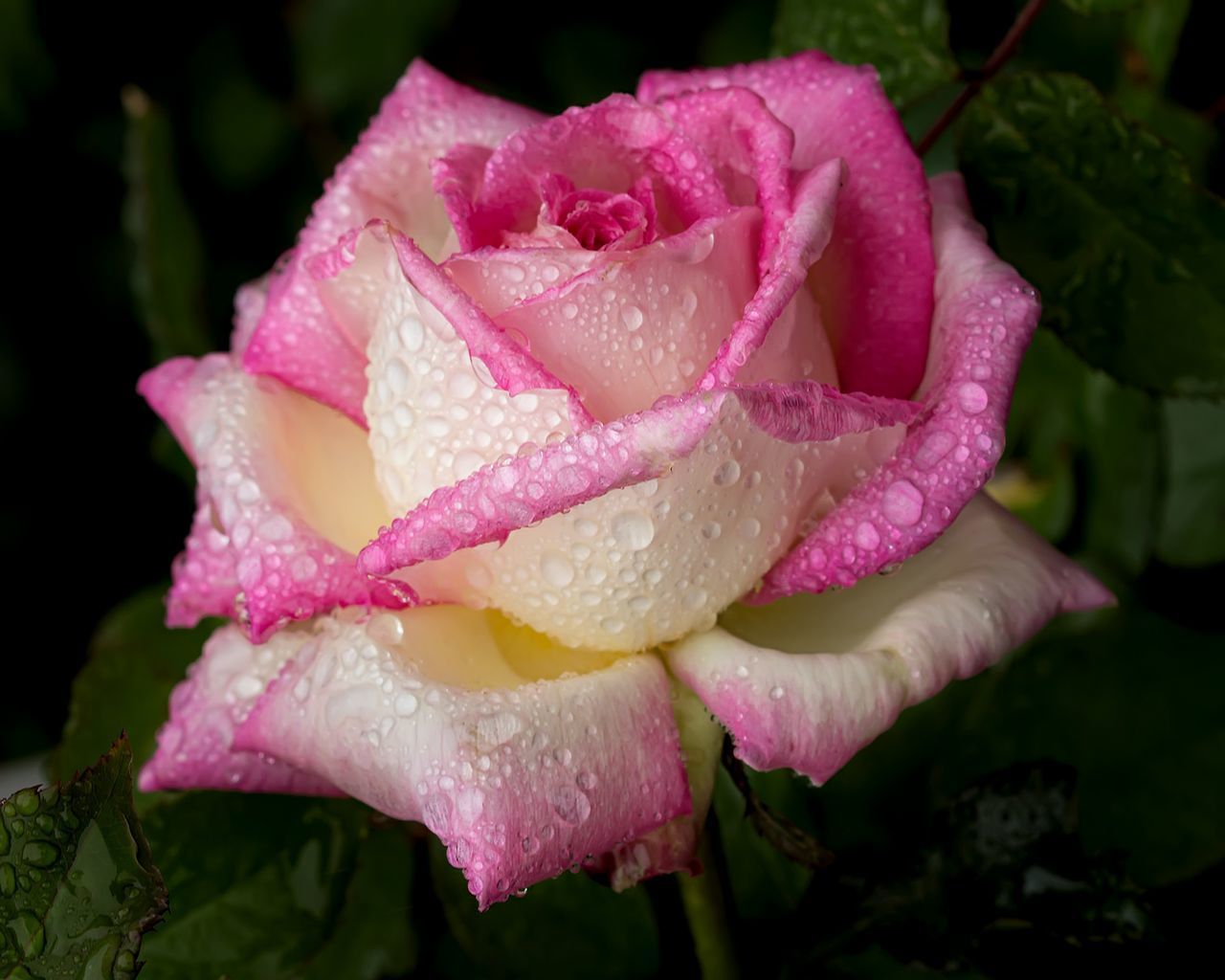 CLOSE-UP OF WET PINK ROSE IN RAIN