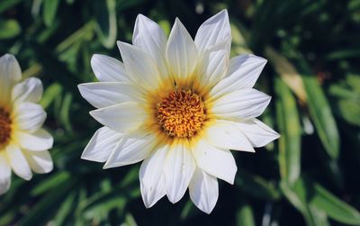 Close-up of white flower