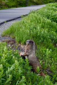 High angle view of otter by plants on field