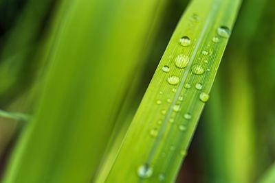 Close-up of raindrops on green grass