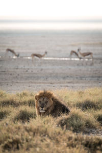 Cat lying on a land