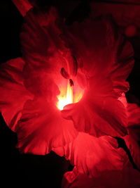 Close-up of red rose flower