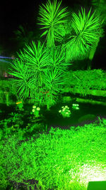 Close-up of plants against sky at night