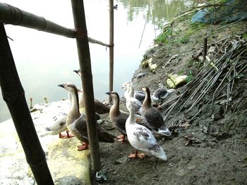 Birds in water