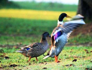 Close-up of bird on grass