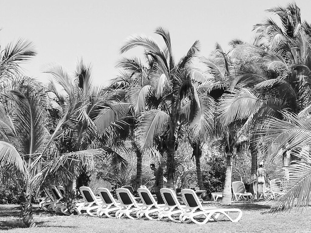 PANORAMIC SHOT OF PALM TREES ON FIELD AGAINST CLEAR SKY