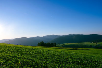 Scenic view of agricultural field against blue sky